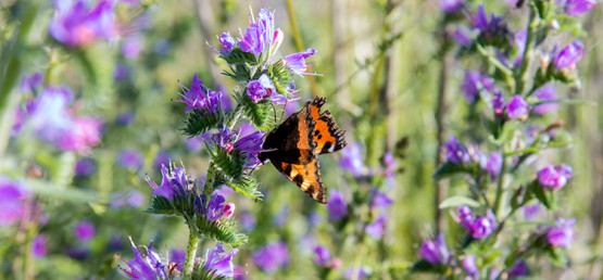 Ein Schmetterling mit orangefarbenen und schwarzen Flügeln ruht auf einer violetten Blume in einem Feld ähnlicher Blüten.