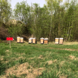 Eine Gruppe von Bienenstöcken mit bunten Kästen steht auf einer Wiese, umgeben von üppig grünen Bäumen und Pflanzen.