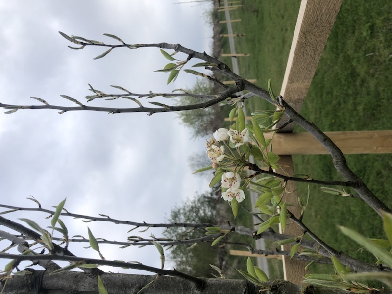 Kleine weiße Blüten auf einem jungen Ast vor einem bewölkten Himmel und einem Holzzaun auf einer Wiese.