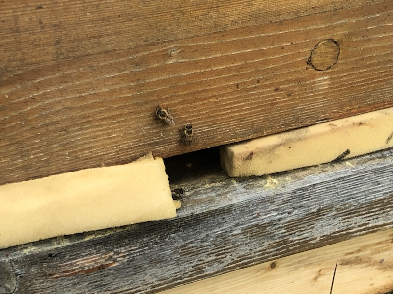 Zwei Bienen in der Nähe des Eingangs eines hölzernen Bienenstocks, wobei die Öffnung teilweise mit gelbem Schaum bedeckt ist.