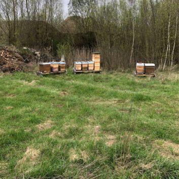 Bienenstöcke auf einer Wiese, im Hintergrund umgeben von Bäumen.
