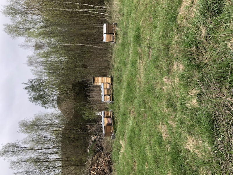 Vier Bienenstöcke stehen auf einer Wiese, umgeben von Bäumen unter einem bewölkten Himmel.