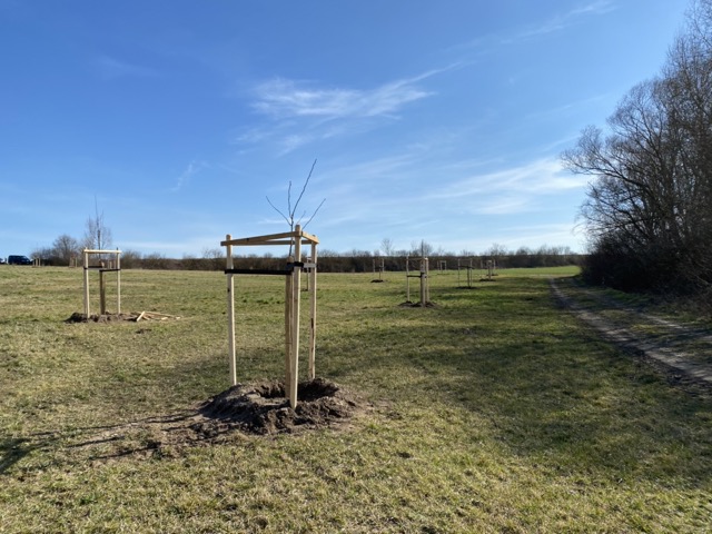 Ein Feld mit frisch gepflanzten Bäumen, die von Holzpfählen gestützt werden, unter einem klaren blauen Himmel. Ein Feldweg verläuft daneben.