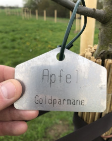 Eine Hand hält ein Metallschild mit der Aufschrift „Apfel Goldparmäne“, das an einem Baum befestigt ist. Im Hintergrund ist grünes Gras zu sehen.