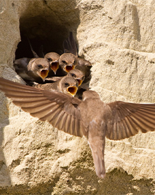 Ein Vogel fliegt auf ein Nest in einer Sandklippe zu, wo fünf Küken mit geöffneten Schnäbeln warten.