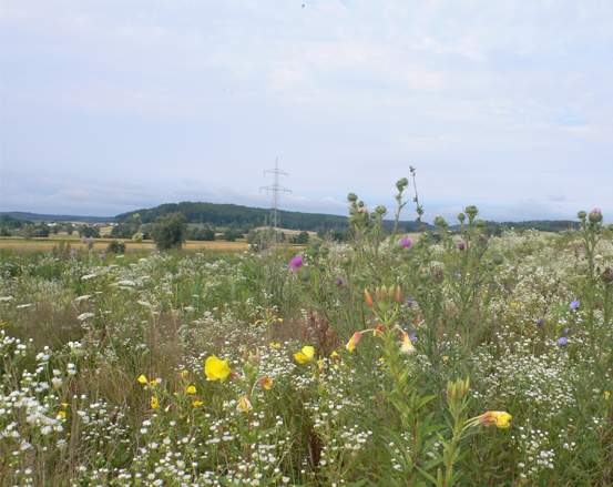 Eine Wiese voller Wildblumen unter einem bewölkten Himmel, mit Bäumen in der Ferne und einer Stromleitung im Hintergrund.