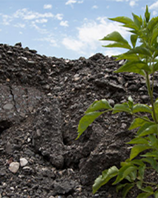 Unter einem bewölkten blauen Himmel wächst vor einem Hügel dunkler Erde eine kleine grüne Pflanze.